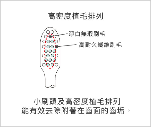 高密度植毛排列 小刷頭及高密度植毛排列能有效去除附著在齒面的齒垢